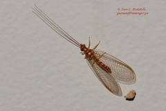 Dysochrysa furcata