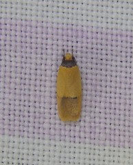 Eulechria hemisphaerica