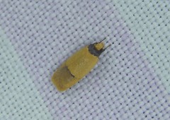 Eulechria hemisphaerica