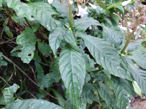 Image of Ophiorrhiza japonica by (c) Jason, some rights reserved (CC BY)