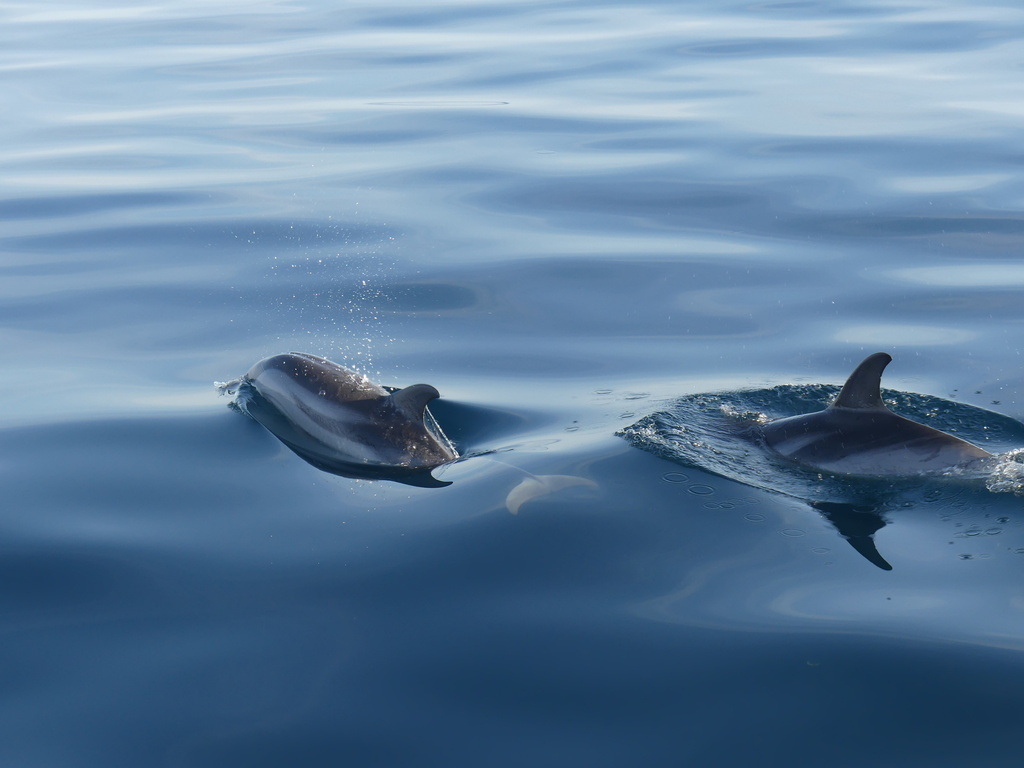 Striped dolphins swimming just below a calm surface