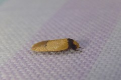 Eulechria hemisphaerica