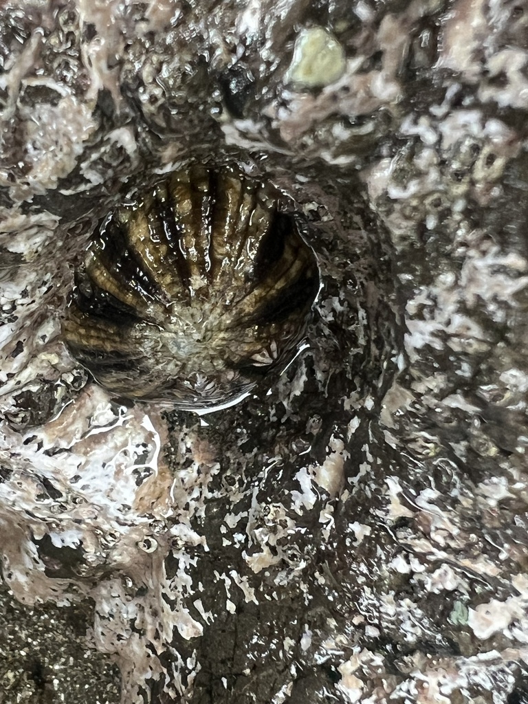 Giant False Limpet from Pacific Ocean, Bahía Solano, Chocó, CO on March ...