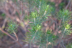 Euryops linifolius