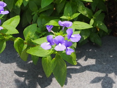 Achetaria azurea