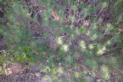 Euryops linifolius