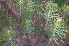 Euryops linifolius