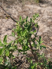 Salvia aurea