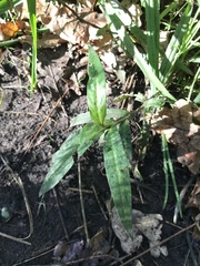 Persicaria madagascariensis