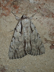 Catocala clintonii