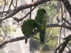 Rhynchopsitta terrisi