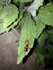 Compsocryptus calipterus