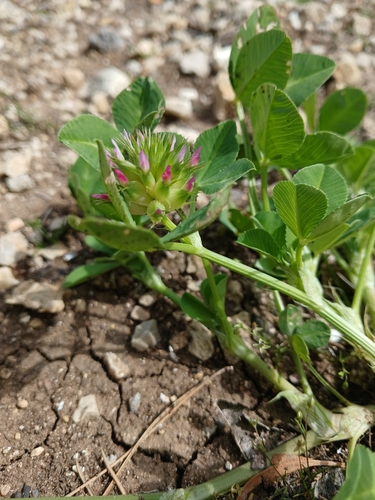 Image of Trifolium spumosum by (c) yelena_antipova, some rights reserved (CC BY)