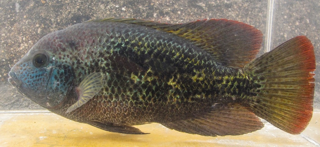 Red speck cichlid (Vieja bifasciata) — Cichlidae