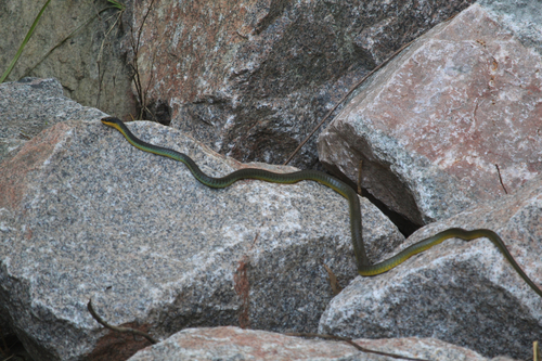 Common Tree Snake sighting