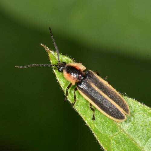 Silent Firefly photo 2