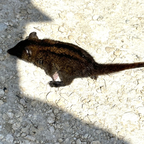 Woolley’s Three-striped Dasyure (Myoictis leucura) — Data Deficient Mammalia