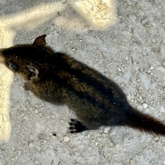 Woolley's Three-Striped Dasyure photo 2