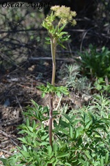 Arracacia tolucensis