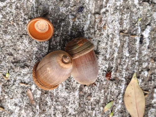 Image of Quercus edithiae by no rights reserved