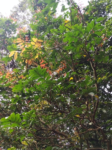 Image of Quercus edithiae by no rights reserved