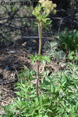 Arracacia tolucensis