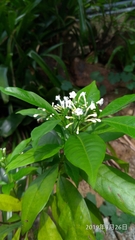 Rauvolfia verticillata