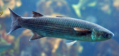 Leaping Mullet photo 3