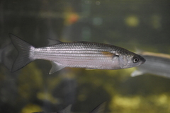 Leaping Mullet photo 4