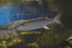 Leaping Mullet photo 5