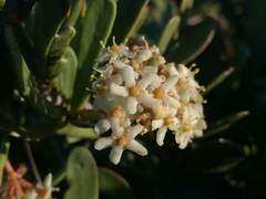 Gymnosporia elliptica