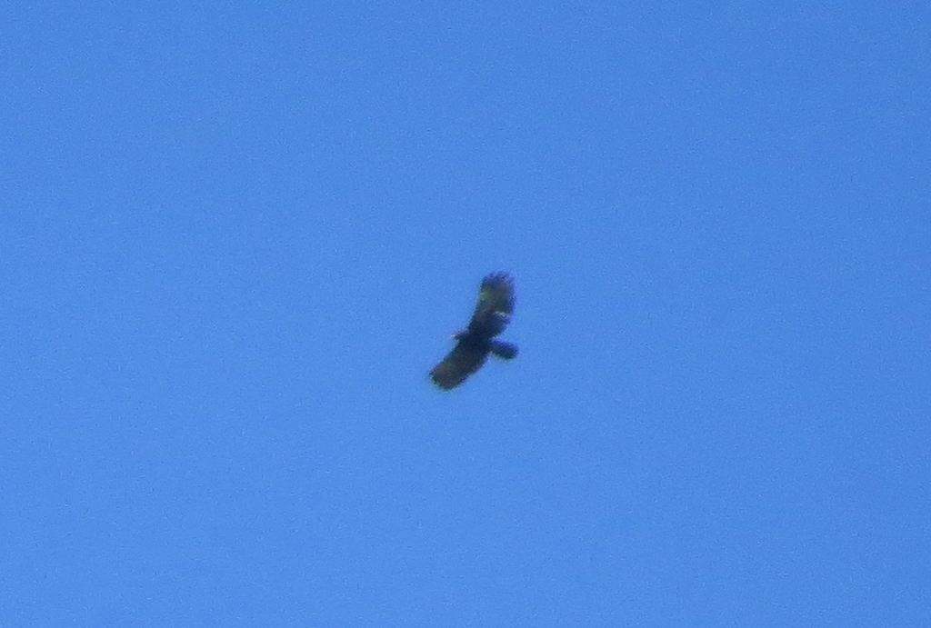 Black Hawk-Eagle from Cartago Province, Turrialba, Costa Rica on ...