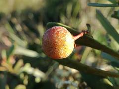 Gymnosporia elliptica