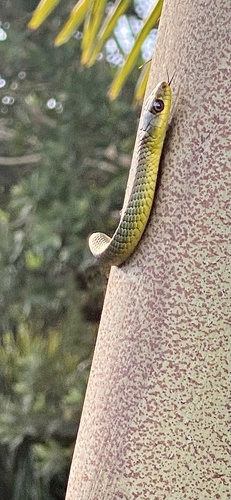 Common Tree Snake sighting