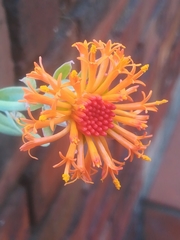 Kleinia galpinii