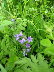 Hyacinthoides hispanica
