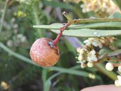 Gymnosporia elliptica