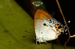 Hypolycaena othona