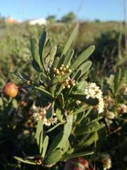 Gymnosporia elliptica