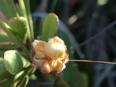 Gymnosporia elliptica