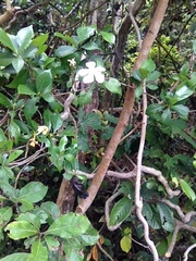 Gardenia jasminoides