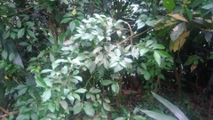 Brunfelsia uniflora