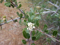 Ceanothus cuneatus cuneatus