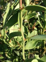 Gymnosporia elliptica