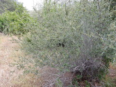 Ceanothus cuneatus cuneatus