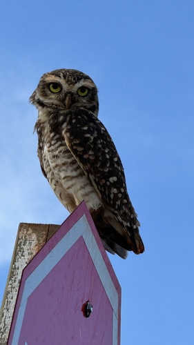 Burrowing Owl