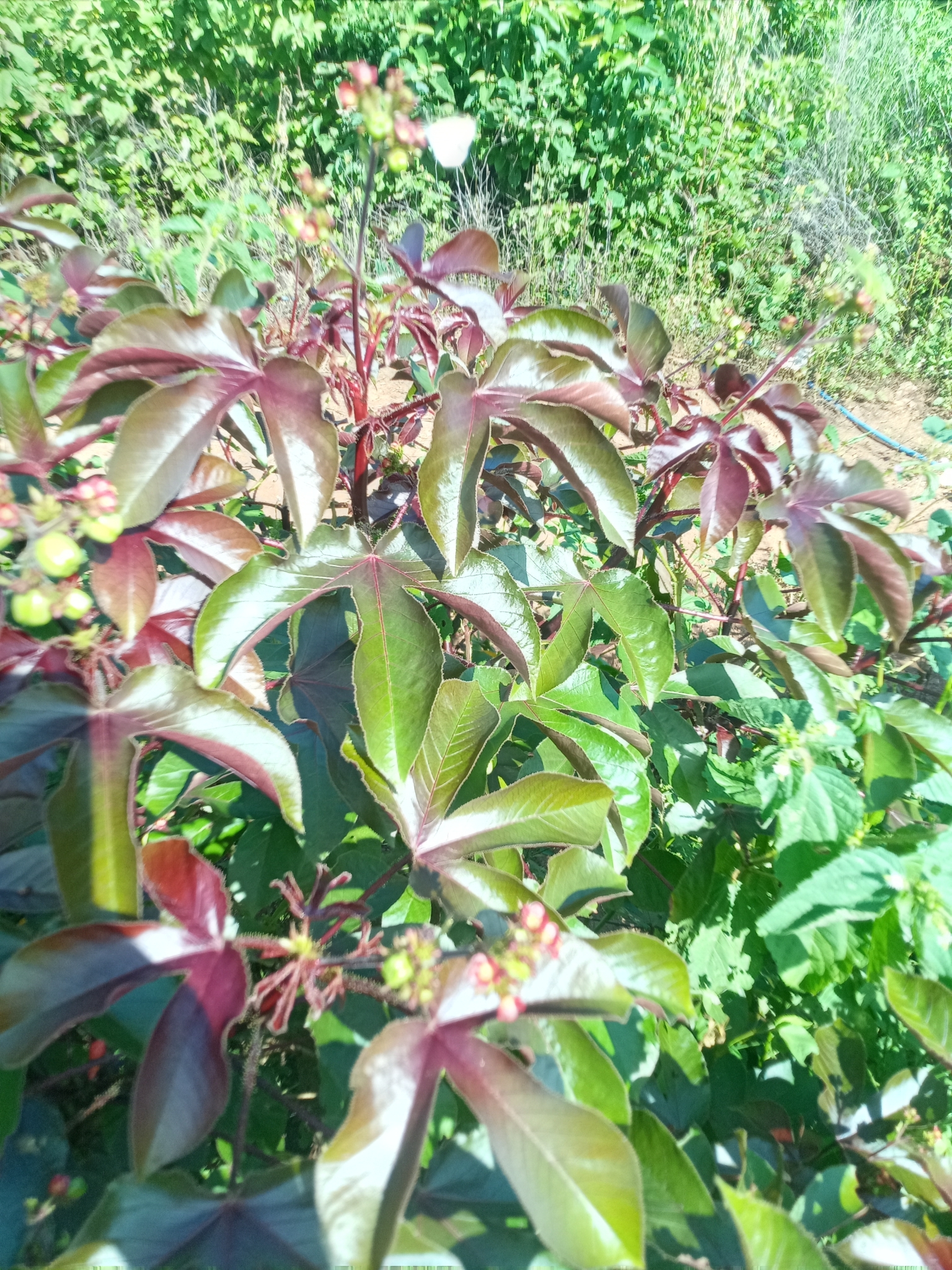Jatropha gossypiifolia
