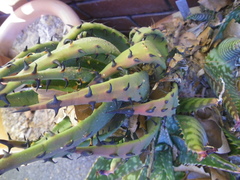 Aloe melanacantha