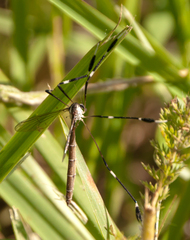 Bittacomorpha clavipes