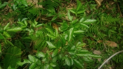 Ohwia caudata